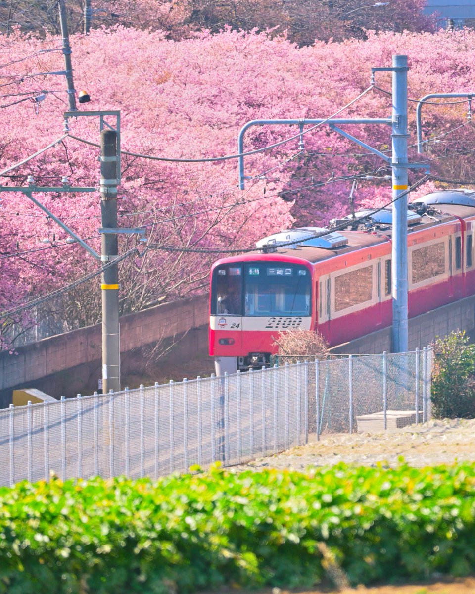 jiro_pool's tweet photo. お久しぶりです
#三浦海岸桜まつり #河津桜 #京急 https://t.co/J8Rj6vsqZL