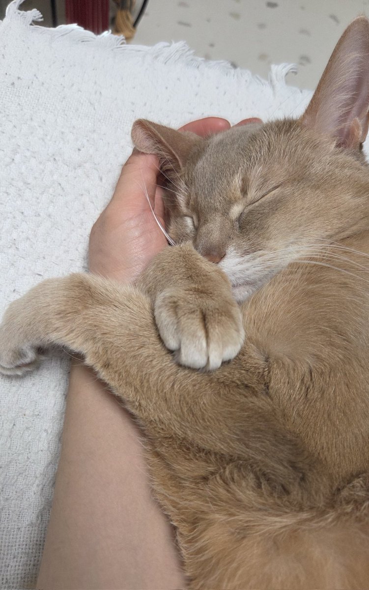 어느덧 준이 나이도 11살인데 노묘라는 소리를 들었다 준이야 듣지마 넌 최고의 아기 고양이야