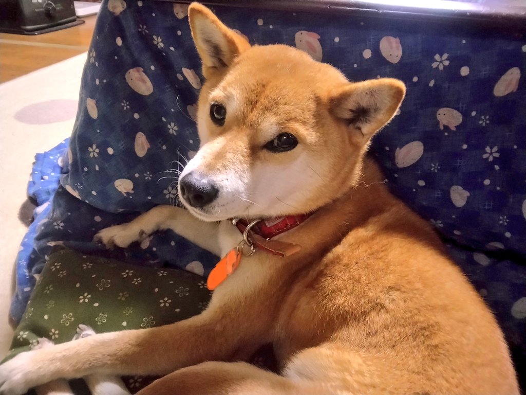 今日のニコちゃん この距離はね、私の特権だよ。