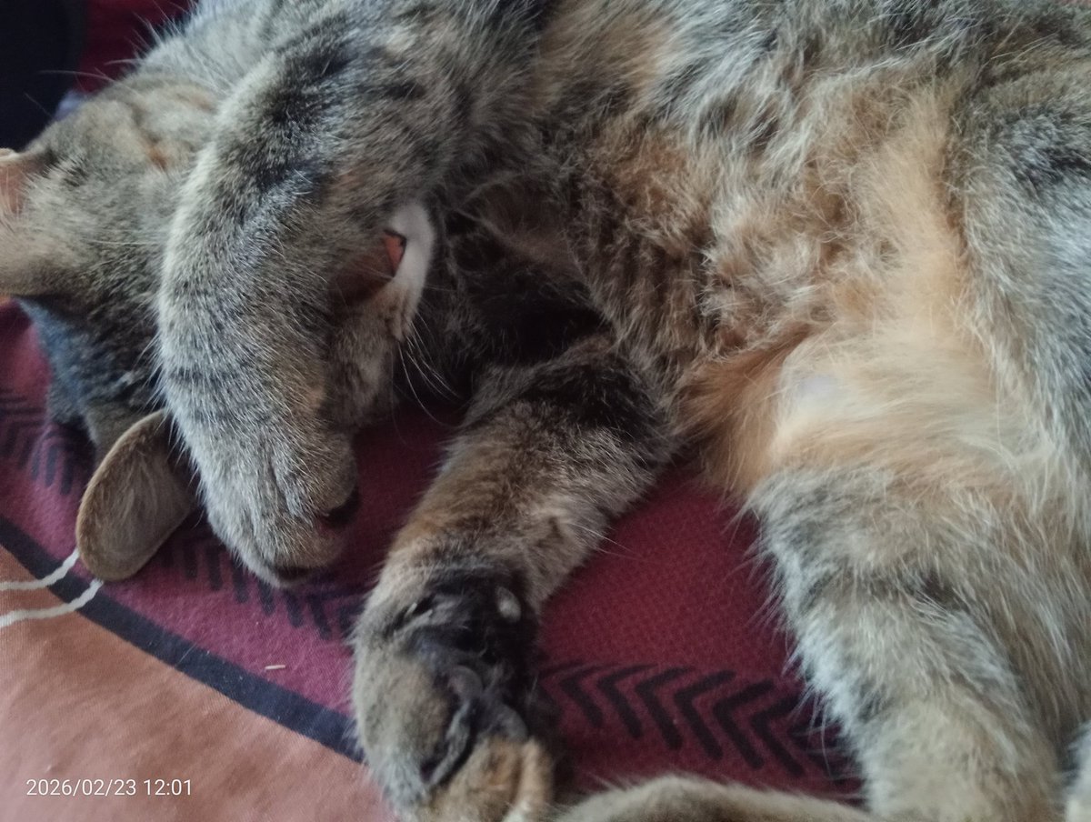 Que apague el sol dice el gato