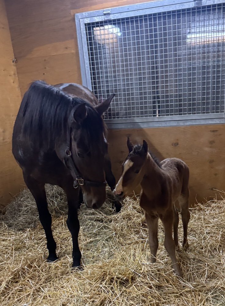 フィールドレーシング tweet media