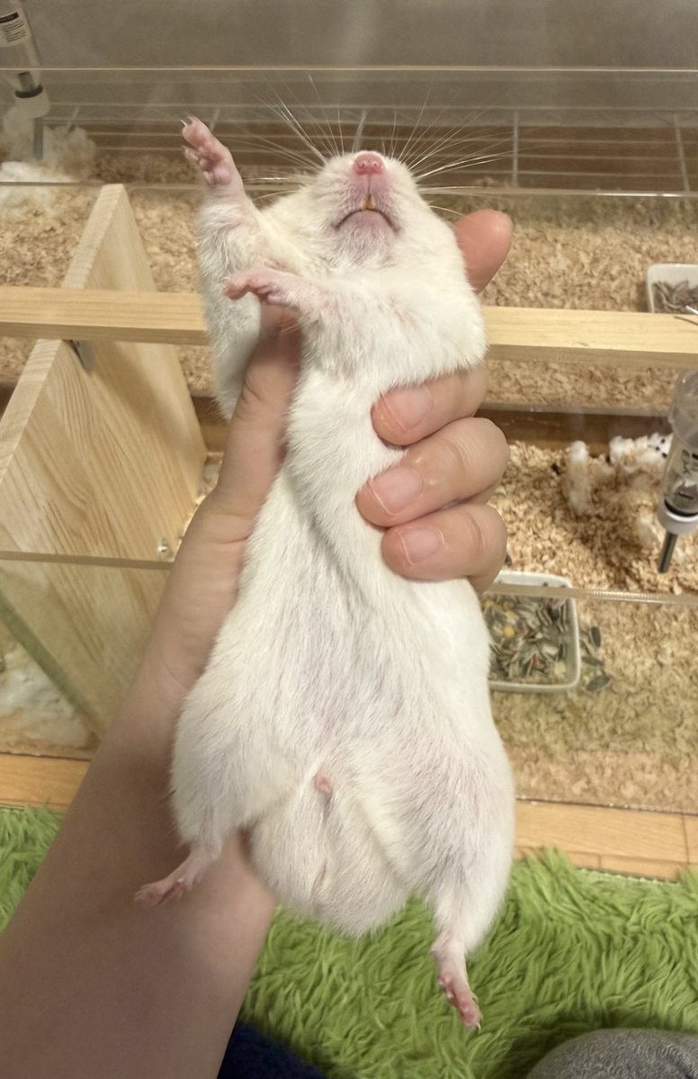 大きくなったね #突然TLに現れるハムスターの赤ちゃん