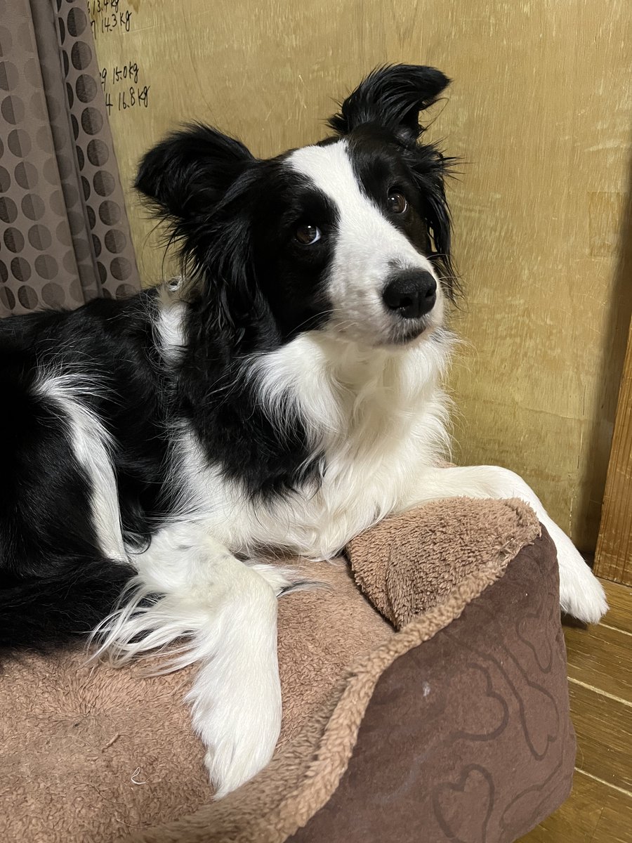 お風呂行ってる間、良い子で待っててくれたもなたん🛀