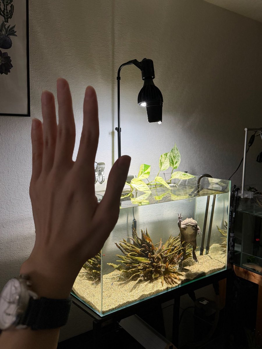 でっかいカエル
挨拶のクオリティ上がってきたな笑