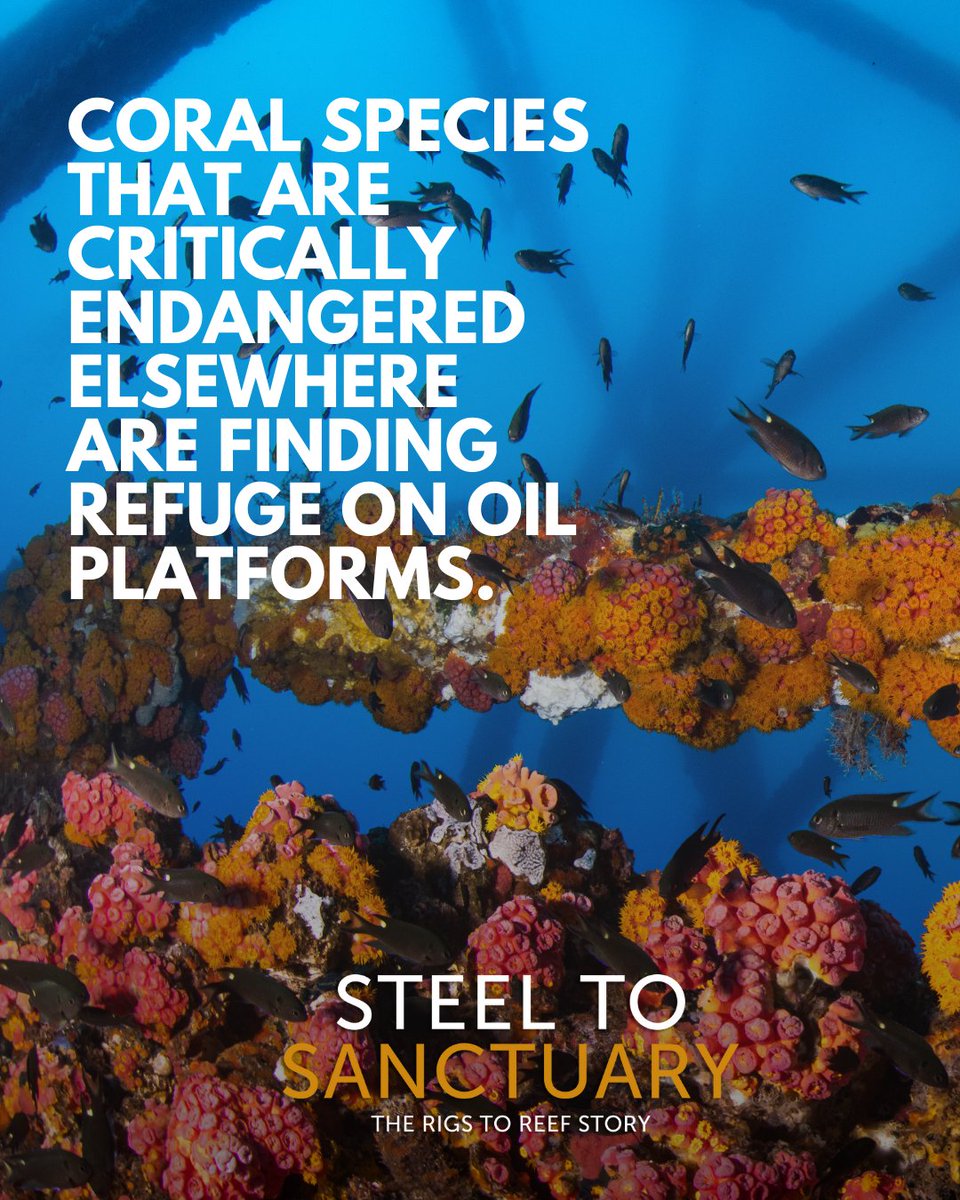 rigstoreef's tweet photo. Life finds a way.  Critically endangered coral species are finding refuge in unexpected places, turning offshore platforms into thriving reefs. #RigsToReef https://t.co/JY1REYuoQ6