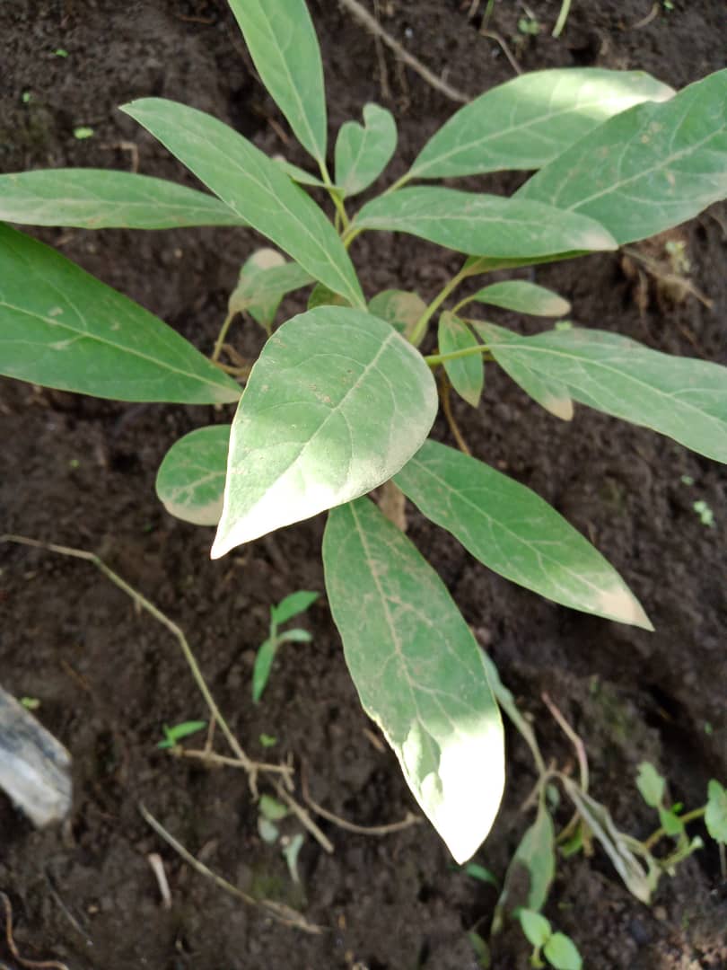 Rwanda Rural Rehabilitation Initiative, RWARRI tweet media