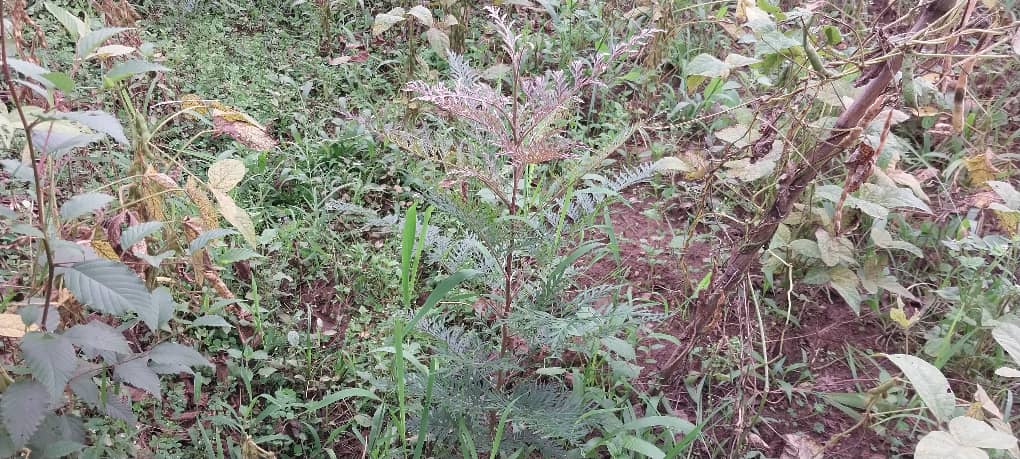 Rwanda Rural Rehabilitation Initiative, RWARRI tweet media