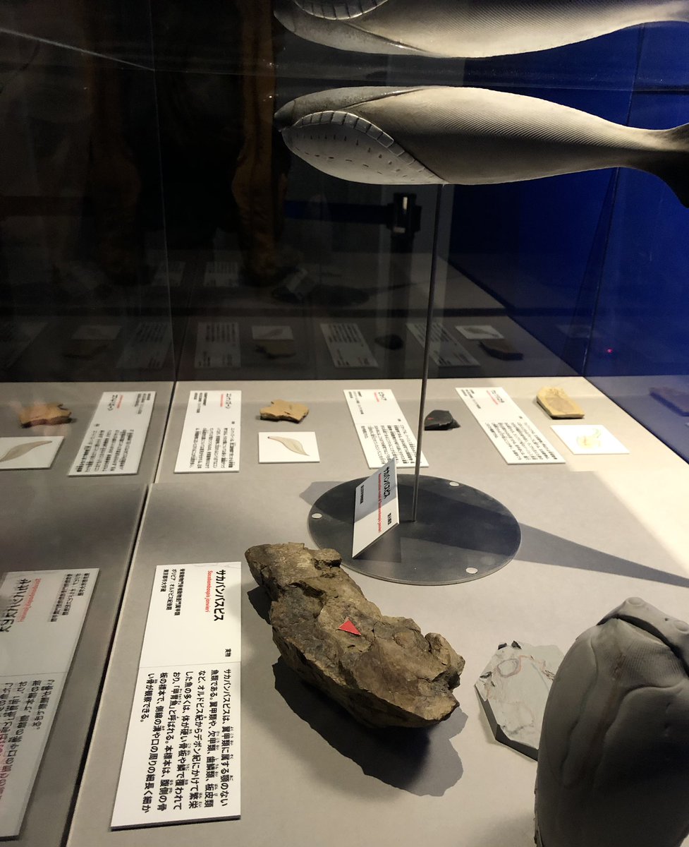 大絶滅展の個人的感動ポイント⑩ サカバンバスピスの実物化石標本