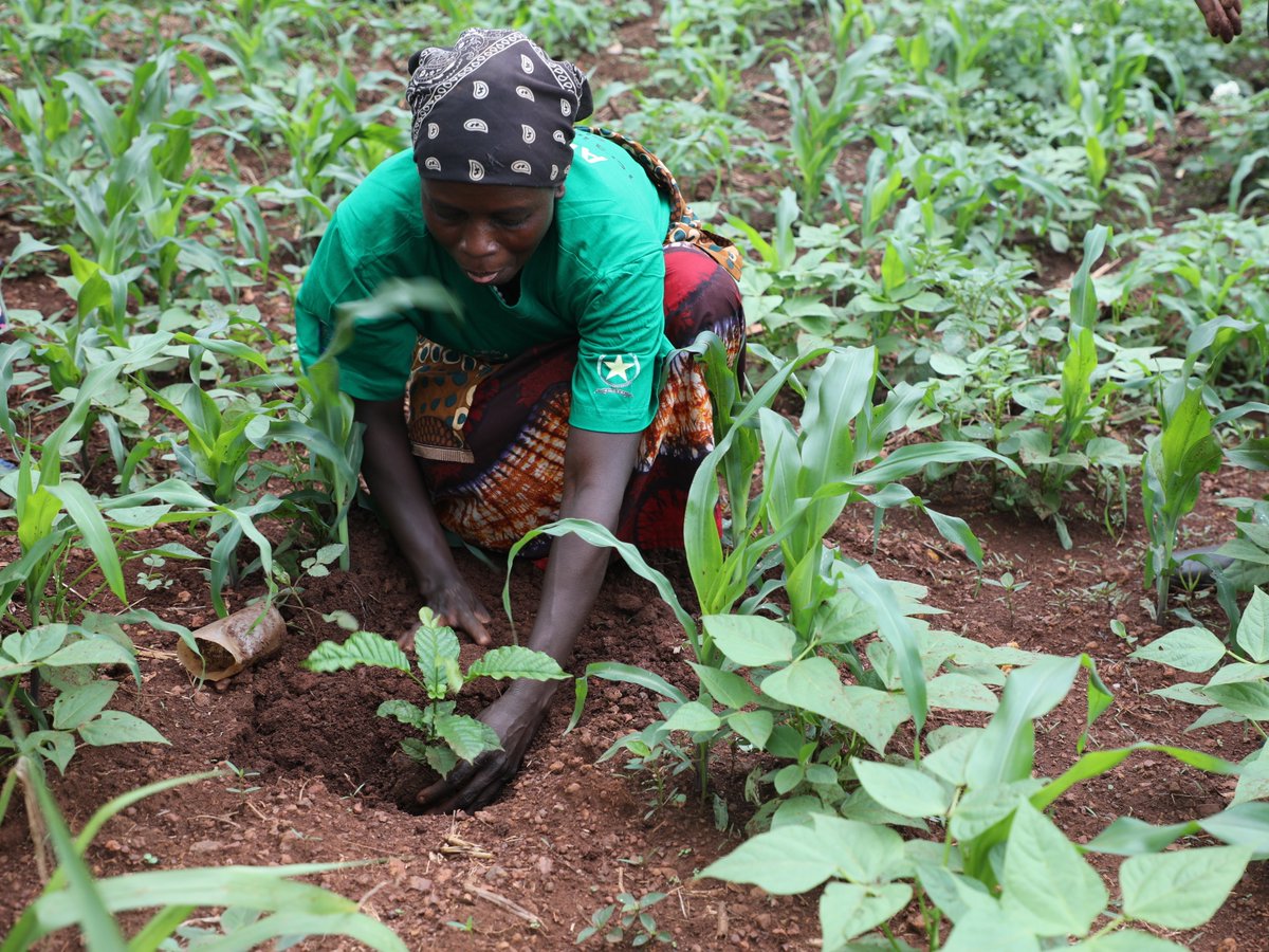 Rwanda Rural Rehabilitation Initiative, RWARRI tweet media