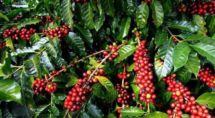 LukaleMartin's tweet photo. DID YOU KNOW?

#COFFEE was discovered by a goat herder in Ethiopia in the 1500s. 

He saw his goats eating coffee cherries. Afterwards, he observed a change in their behavior. They gained a high amount of energy and they didn’t sleep at night. https://t.co/Otd3lJVWsR