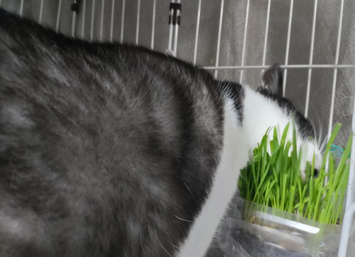 ハチみゅう(=^・^=)🌸と王様🐱 tweet media