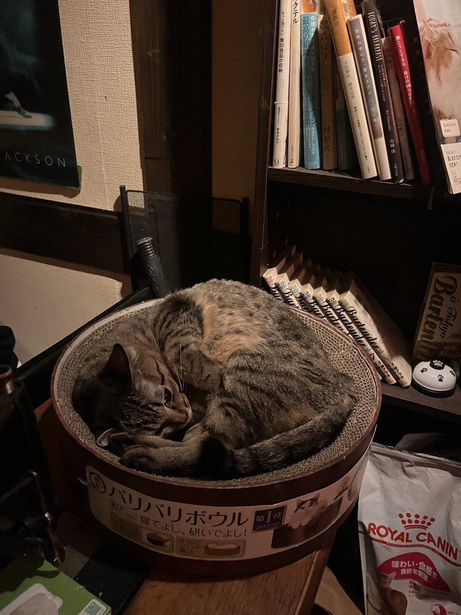 ずっと行きたかった夜喫茶！猫がいた！