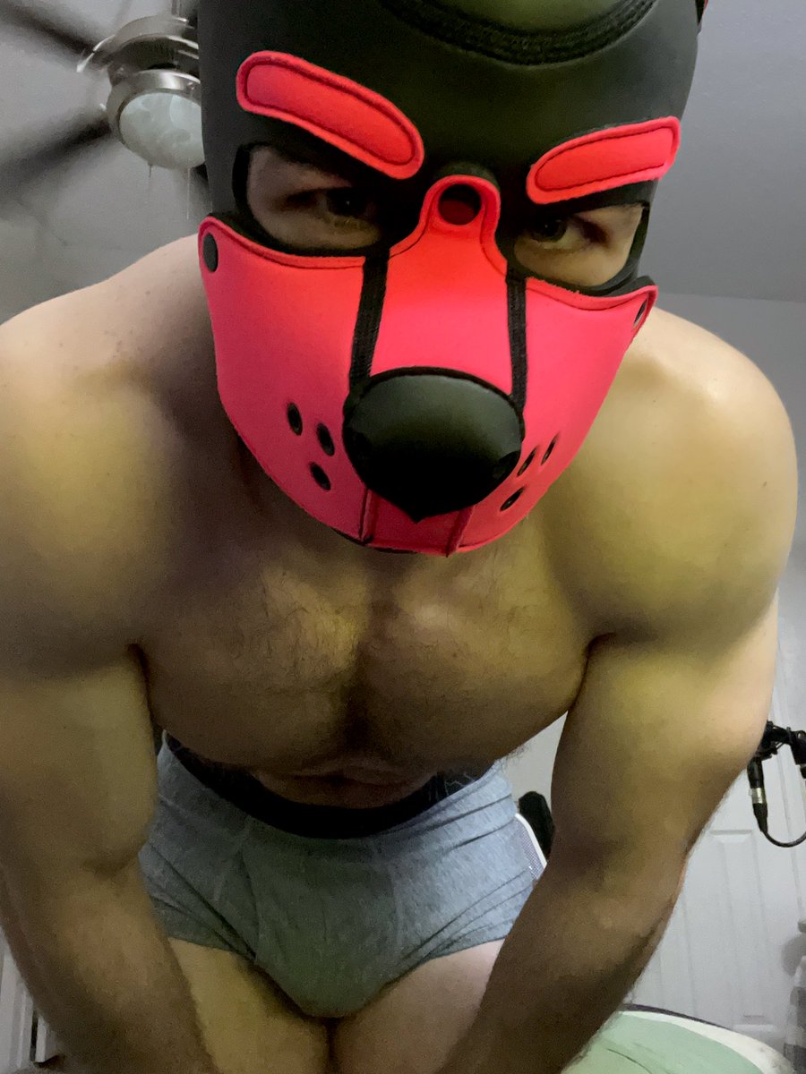 pinkbunee's tweet photo. hi 🐶 https://t.co/Kw9Z0vfWMZ