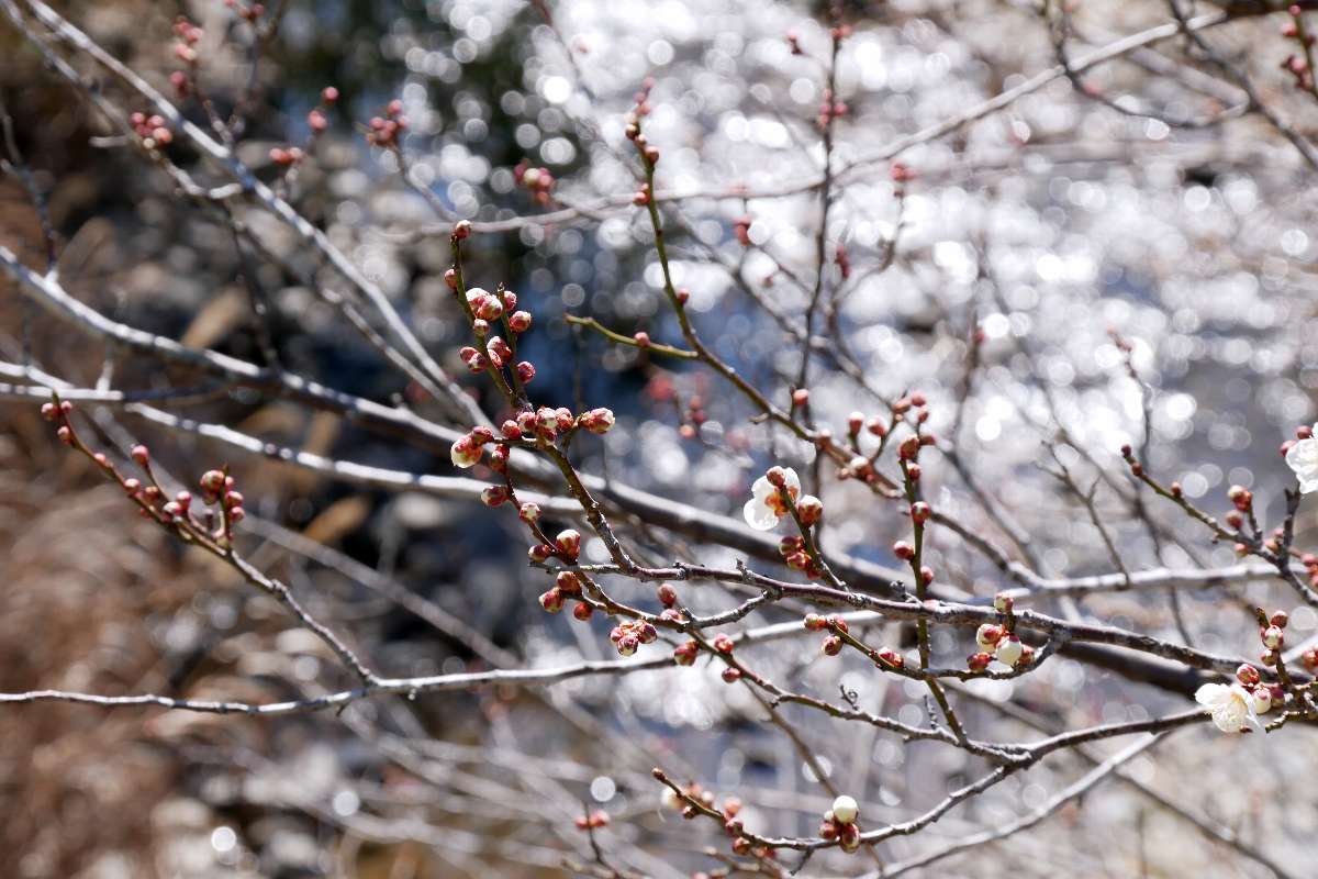 摺指(するさし)梅林も湯の花梅林も閉鎖中😣
でもTVで見て行きたかった峰尾豆腐店さん発見ニャ😆
寄せ豆腐と生あげとおからドーナツを購入。ドーナツ食べて小休止ニャ🍵　だいぶ下ってきたので白梅も咲き初めてきたみャ🐾
＃どこでもいっしょ