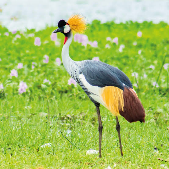 Amazing Life Safaris tweet media