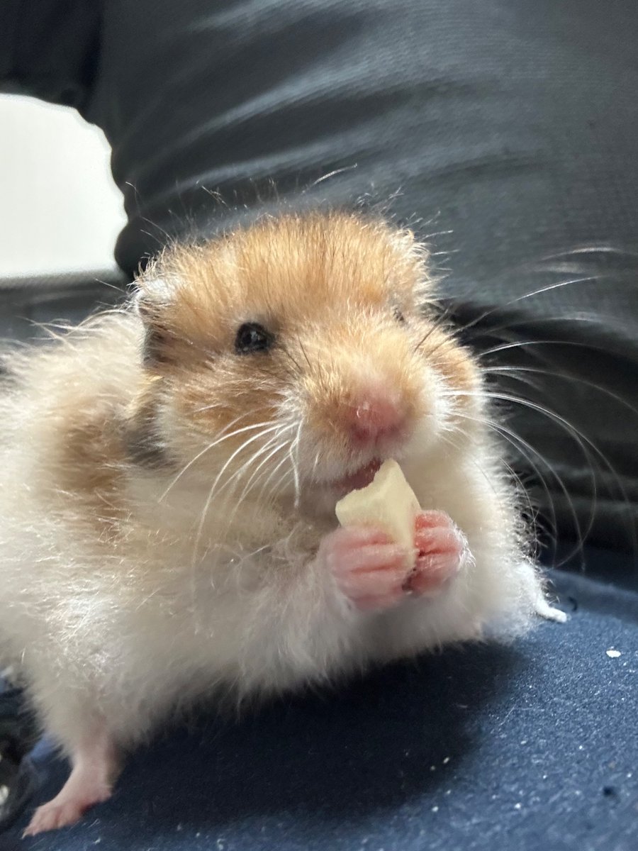 世界各国の強者を集めバトロワを主催し参加したが素手だと秒で勝つので