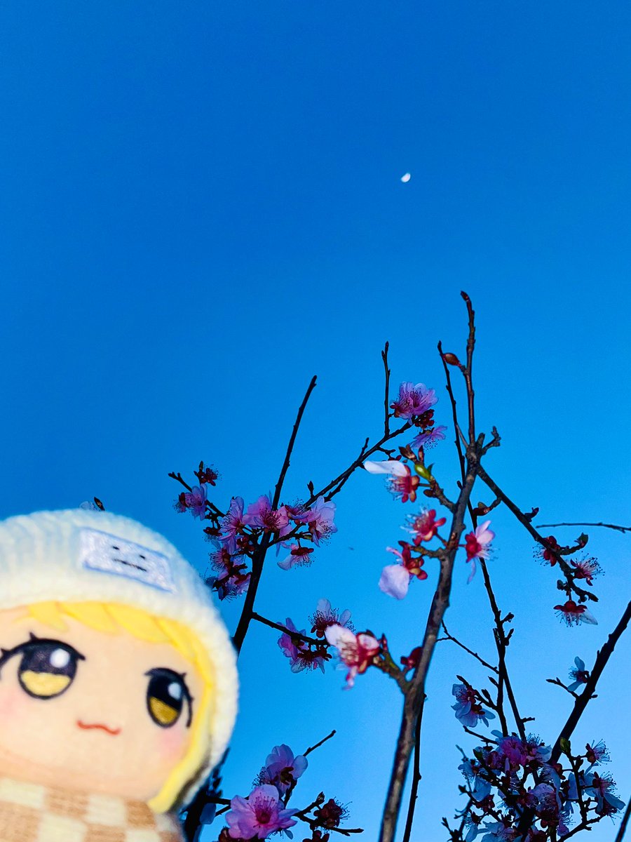 花と月とぬい！
 #初星学園ぬいぬい部