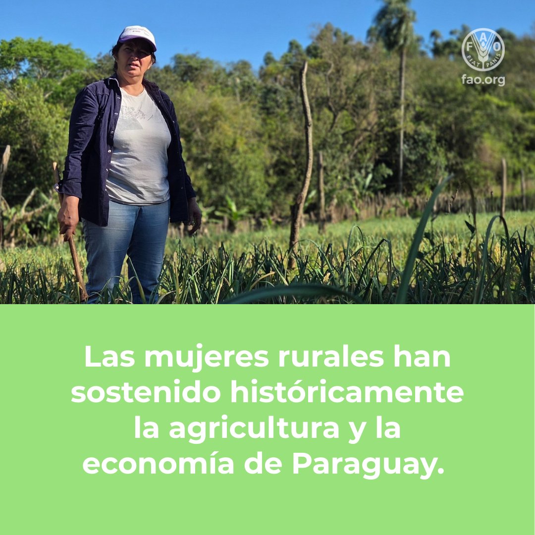 FAOParaguay's tweet photo. 🔸Conmemoramos el #DíaDeLaMujerParaguaya saludando a todas las mujeres paraguayas, y destacando especialmente a las que han sostenido históricamente la agricultura y la economía del país: las Mujeres Rurales.   

#MujerParaguaya #MujerAgricultora2026 #MujeresRurales https://t.co/YzBIZtiSM4