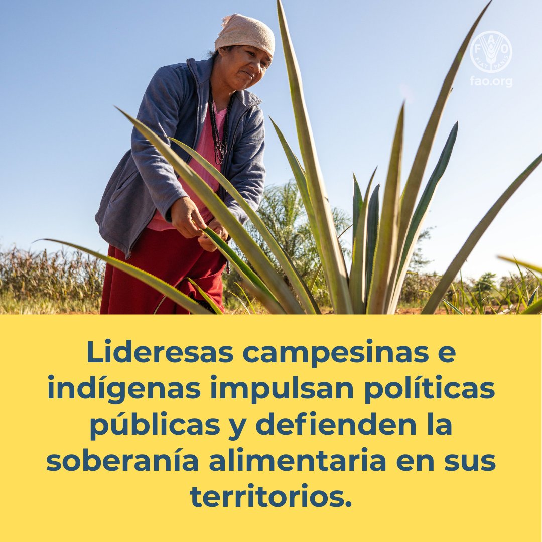 FAOParaguay's tweet photo. 🔸Conmemoramos el #DíaDeLaMujerParaguaya saludando a todas las mujeres paraguayas, y destacando especialmente a las que han sostenido históricamente la agricultura y la economía del país: las Mujeres Rurales.   

#MujerParaguaya #MujerAgricultora2026 #MujeresRurales https://t.co/YzBIZtiSM4