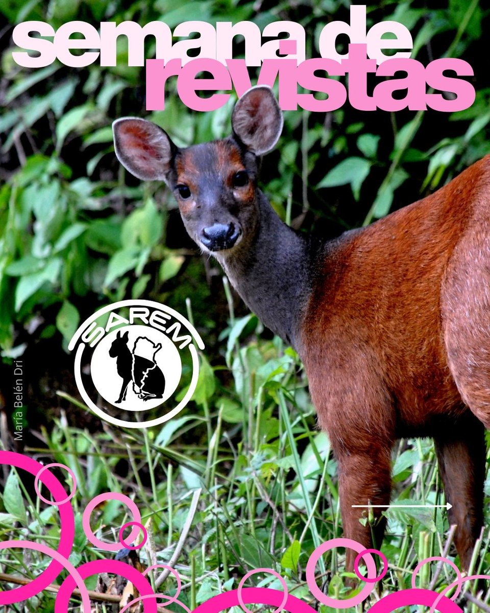 Mastozoologia Neotropical tweet media