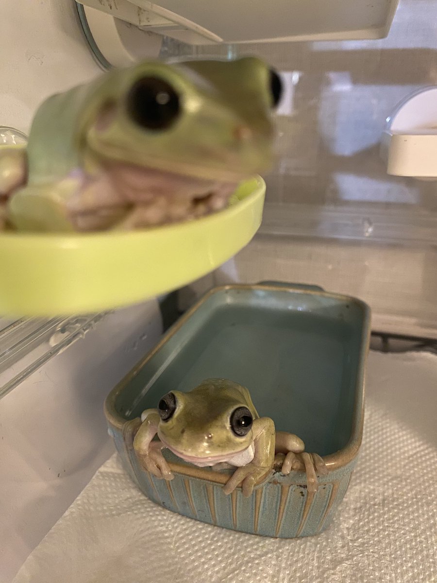 下から狙われてる🐸