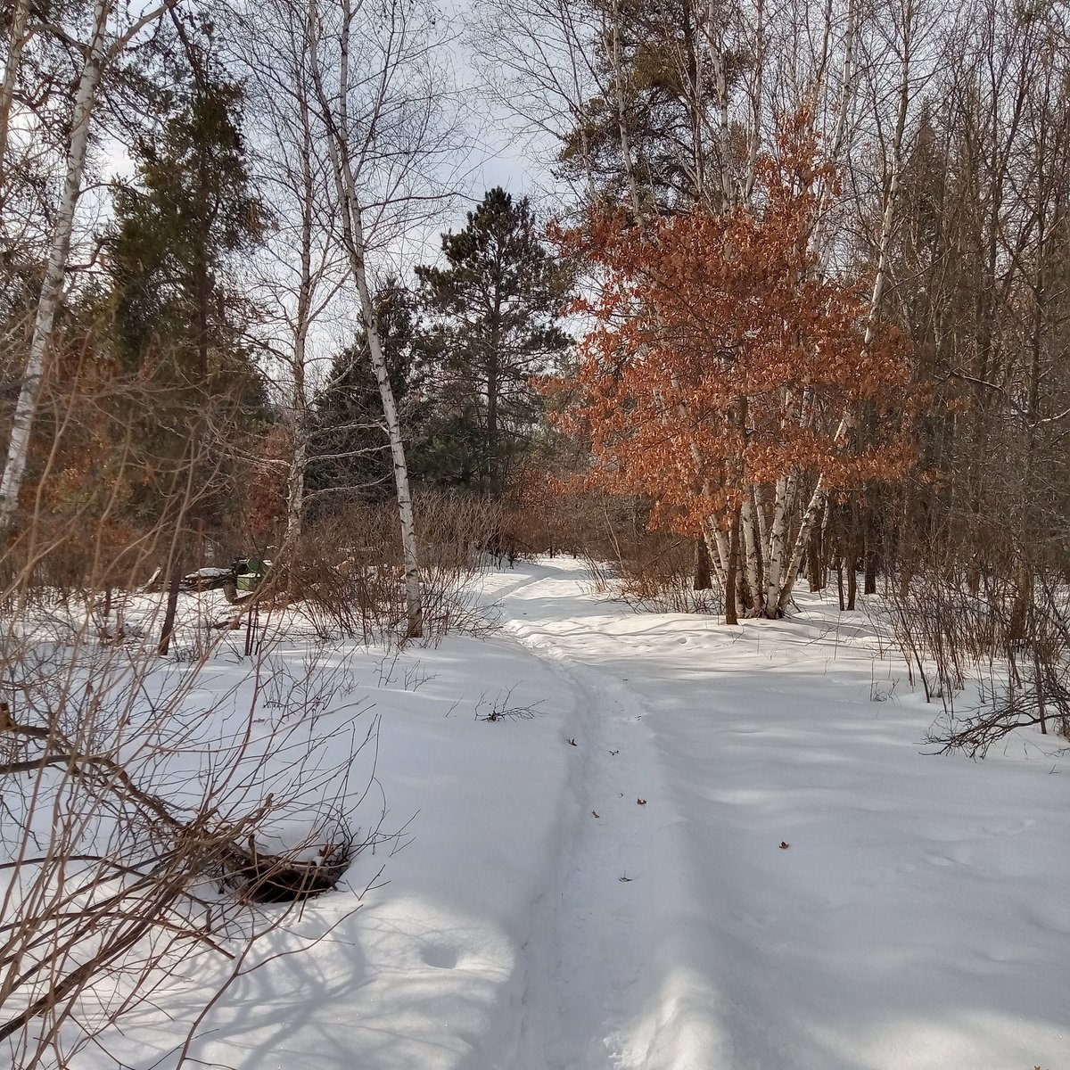 Nothing has changed for us in the past week in MN. Some days 10 high some days 20F+. Looking forward to 30F+ for several days later this week.