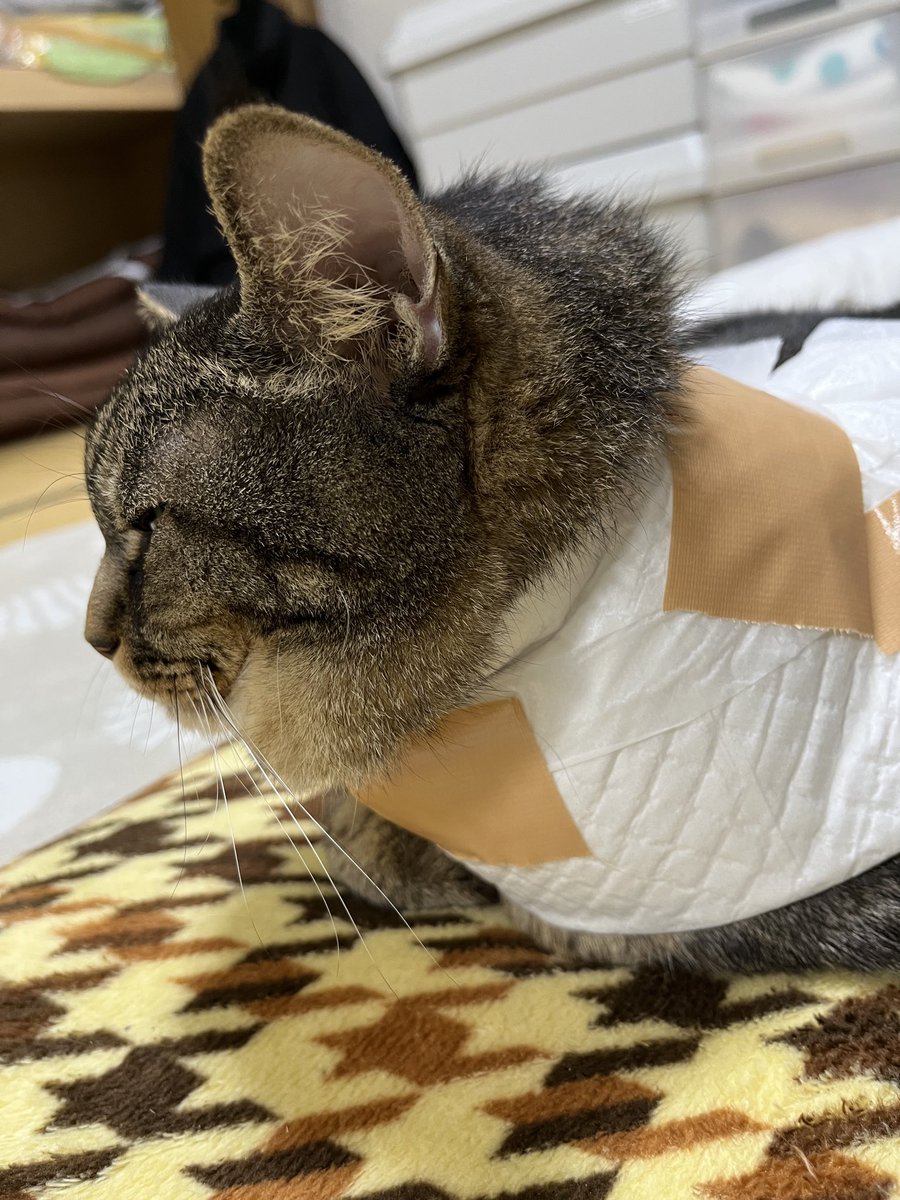 ねこじま まめたろう (@nekojima_22) / Posts / X