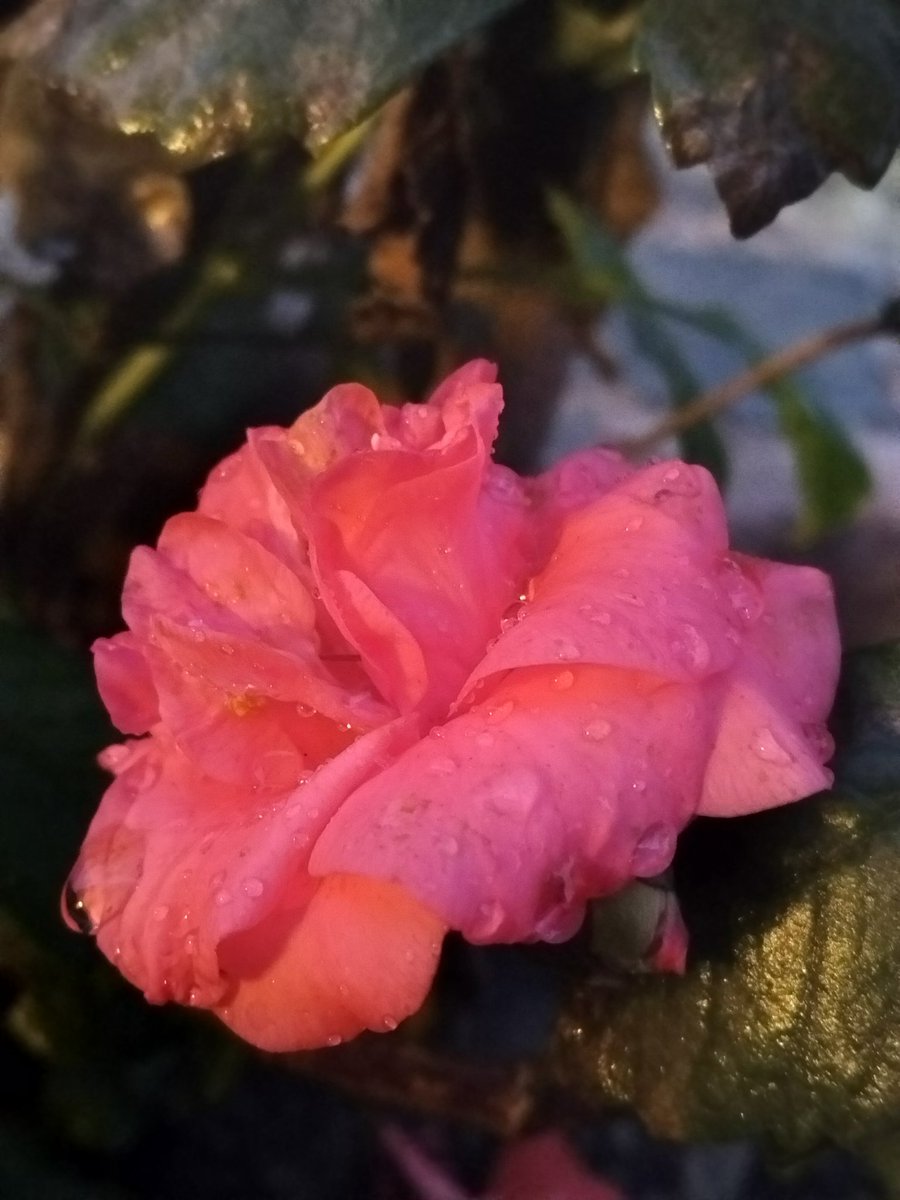 plantified16's tweet photo. Camellia in full bloom! 🌸❇️🔆
#February https://t.co/PU8sTW9IP9