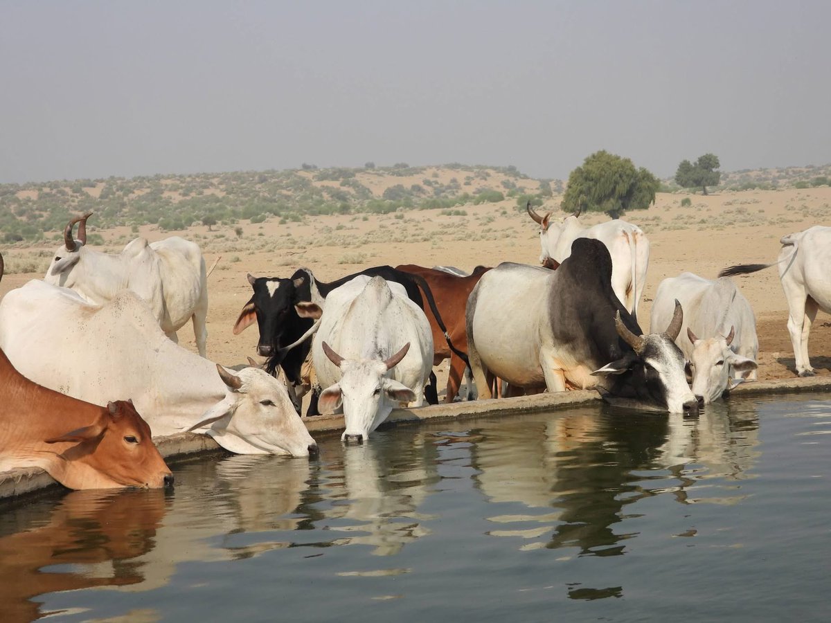 jujharsinghsol4's tweet photo. #औरण_बचाओ_पद_यात्रा https://t.co/EnWYGQ26Kp