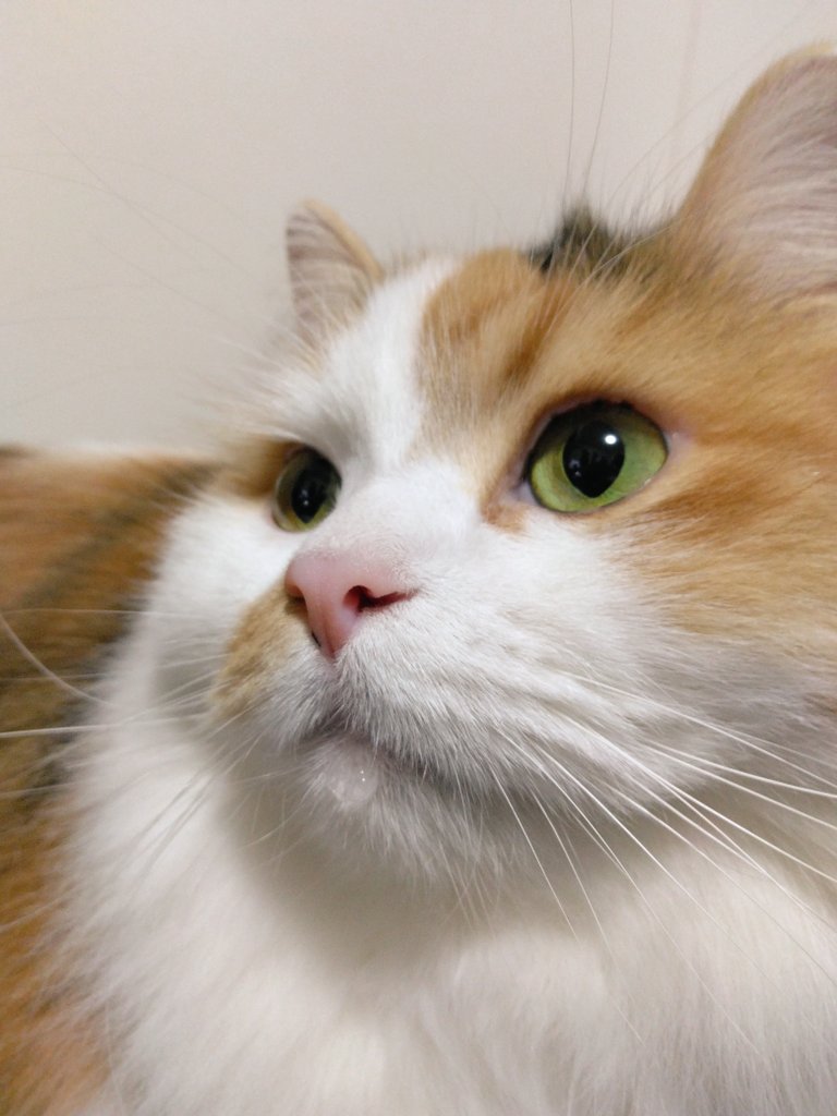 ネコ好きおじさん (@nekomito0729) / Posts / X