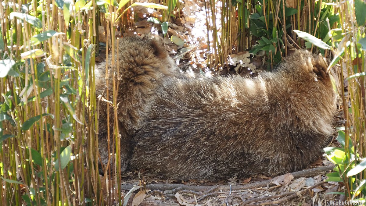 人気スポット、クマザサの隙間で飼育員さんを見張っていたタヌキたち