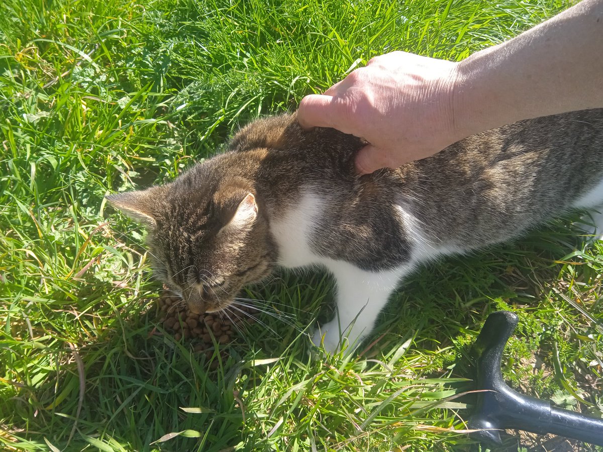 plutoni239's tweet photo. Bon dia amigues i amics ☕😽💖🍀🌸🐾 https://t.co/iIvW55jgKd