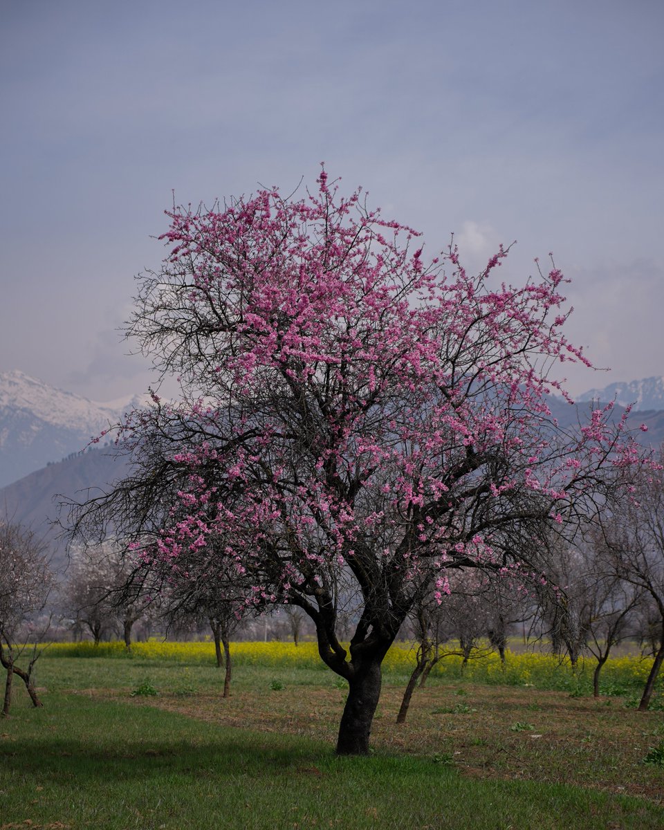 ShahidInam35's tweet photo. The arrival of spring. 🌸 https://t.co/G5zEix5pDE