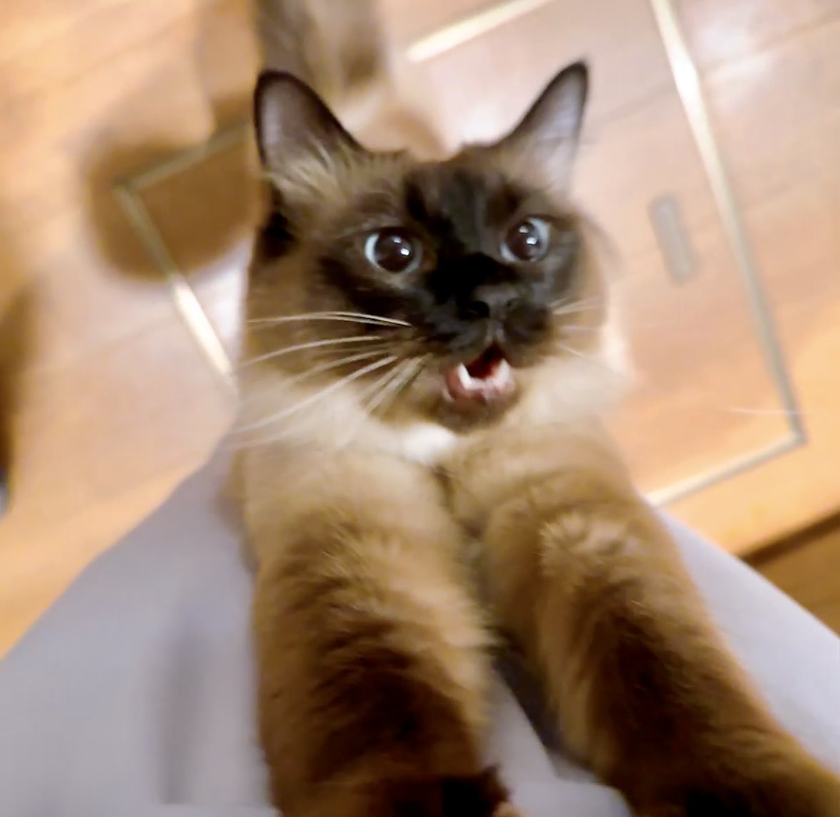 料理と皿洗いしてる時、ずっとコレ