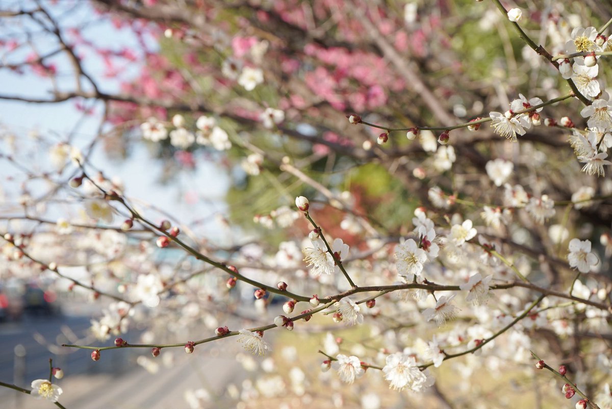 _yuriii___'s tweet photo. 気がつけば2月もあと少し。

春を感じるようなあたたかい日も増えてきて、旅に出たい気持ちが急増中。

先日たまたま通りかかった公園では、梅の花が見頃を迎えていました🌸
ピンクと白、空の青の色合いが春らしくてかわいい🫶🏻
#梅の花

📍志賀公園（愛知県名古屋市）
🗓️2026.2.22 https://t.co/fFvEv041Ir