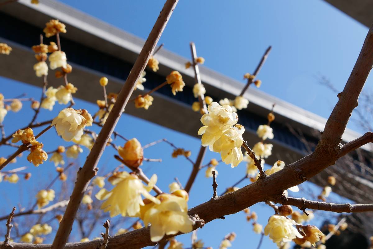 小仏と高尾駅の中間地点「高尾梅の郷まちの広場」
梅はまだまだだけど蝋梅が満開なのニャ😆
「クロ、なんで上見てるのニャ❓」
「真上に中央高速道路がドーンっと絶景みャ❗️」
＃どこでもいっしょ