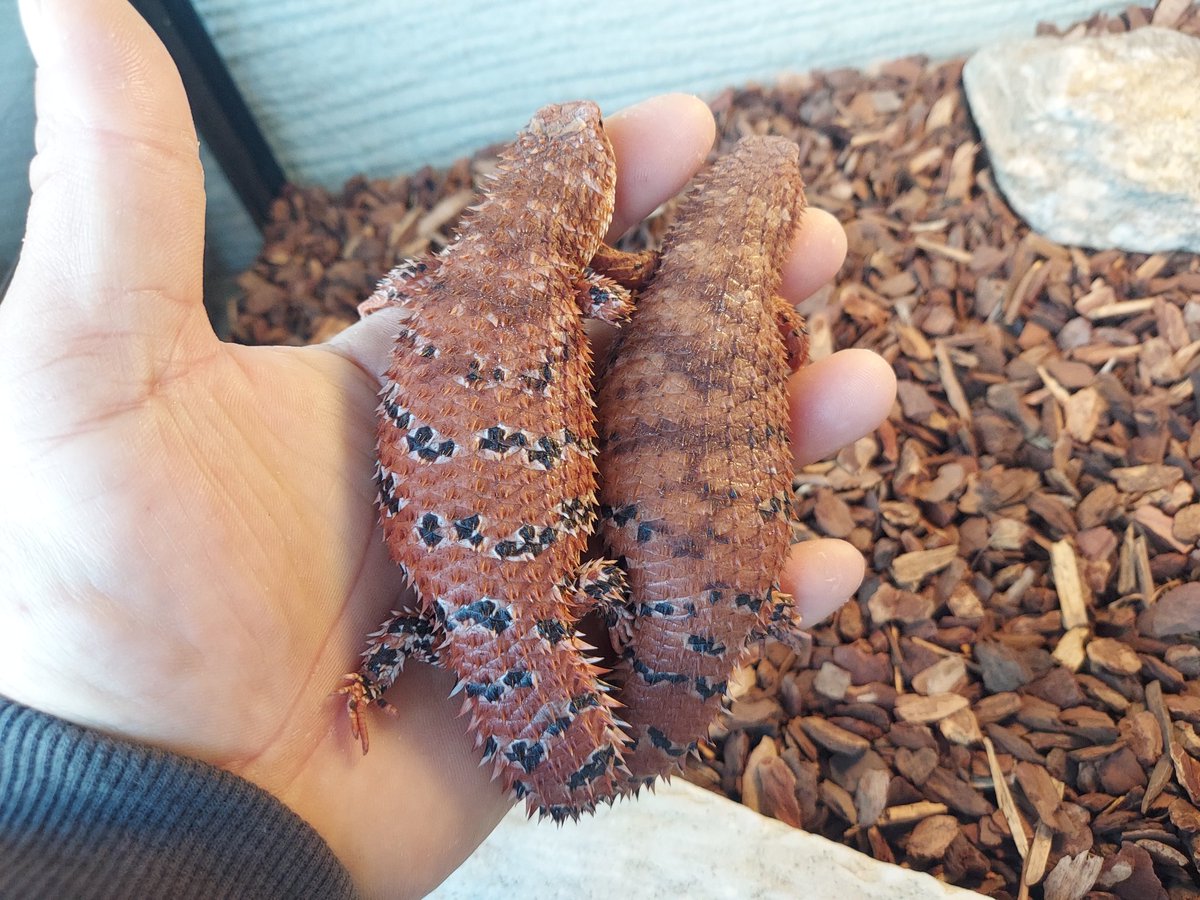 先日の春の陽気に誘われて日光浴に出てきていたヒガシピルバラ🦎🦎
のんびりしてたから手にとってみました💦