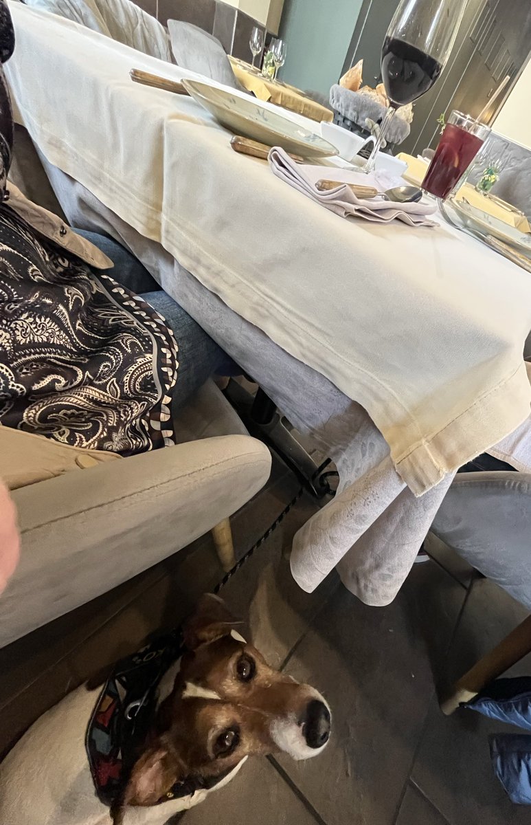 In love con los restaurantes que aceptan mascotas ♥️👏🏻👏🏻