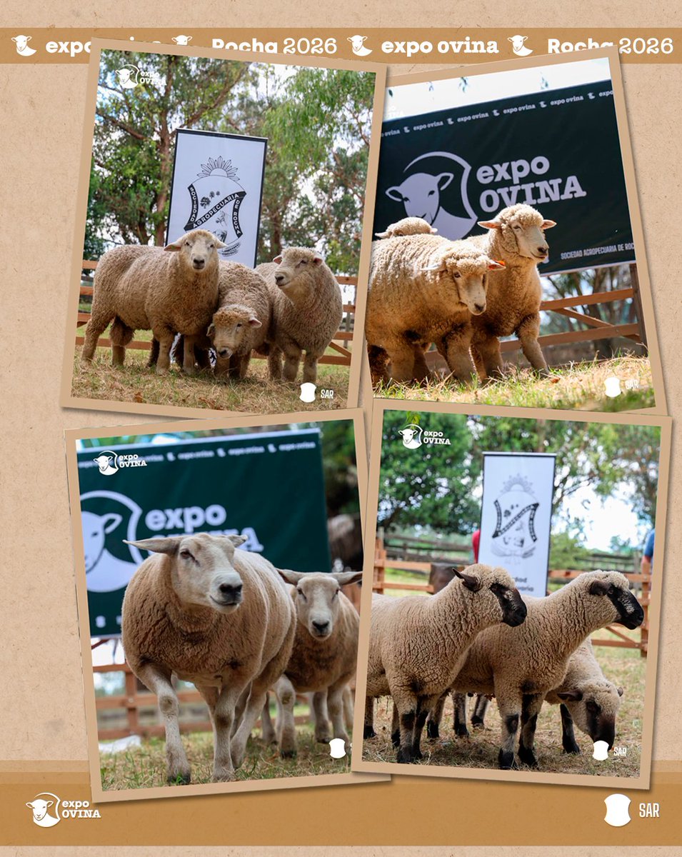 Sociedad Agropecuaria de Rocha tweet media