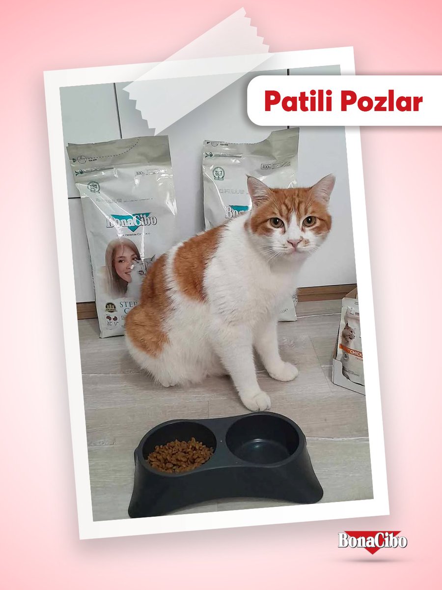 Bonacibo Cat & Dog Food tweet media