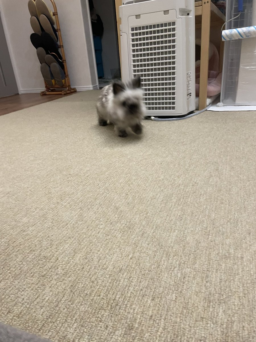 ポチくん1783g (@pochikun0115) / Posts / X