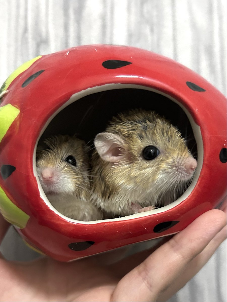 flog_rep's tweet photo. 新しい家族としてマカロニ兄弟をお迎え💕
名前はキンカンとポンカン🍊で、いつも寄り添っててとっても仲良し☺️
飼育者の皆様参考程度にどんなご飯をあげているか教えていただきたいです🙇‍♀️
#マカロニマウス
#ファットテイルジャービル https://t.co/LyvxIVhwOX