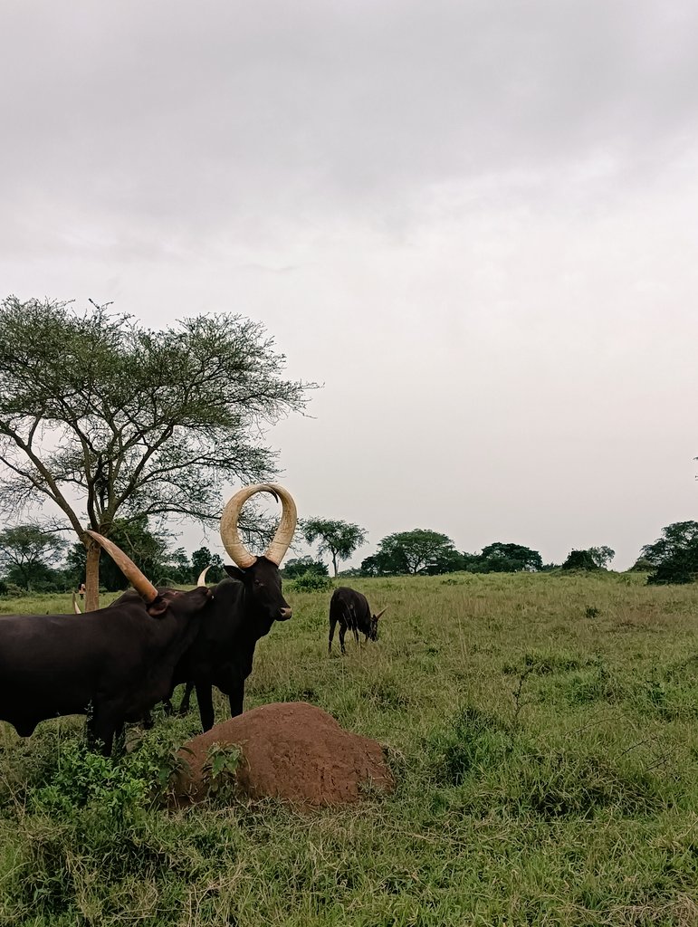 Animals’ Friend 𓃖 tweet media