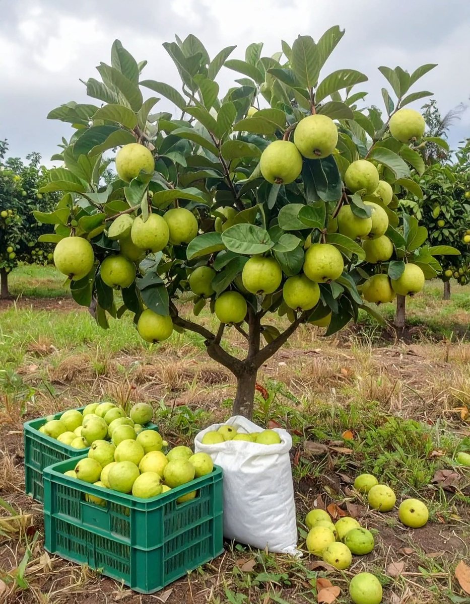 Iradukunda1650's tweet image. Growing duarf guavas produce high production in short period and it is very easy maintaining orchard.
#Fruit
#fruits