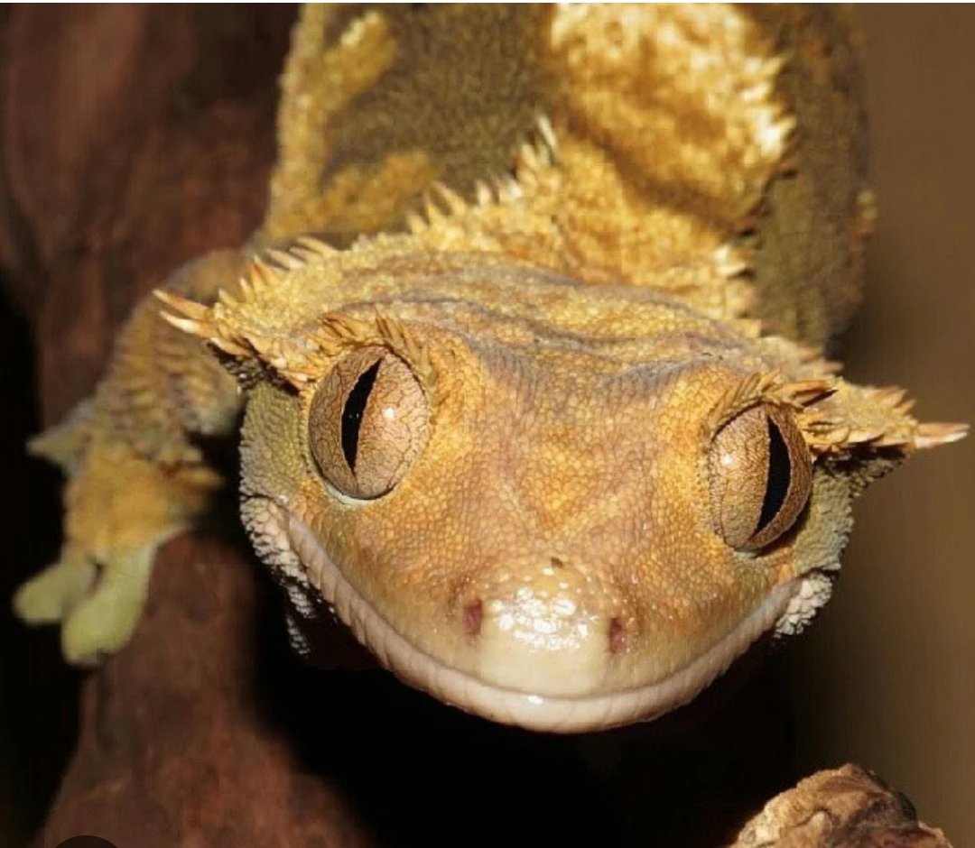 Neil Ryan Manigsaca tweet media