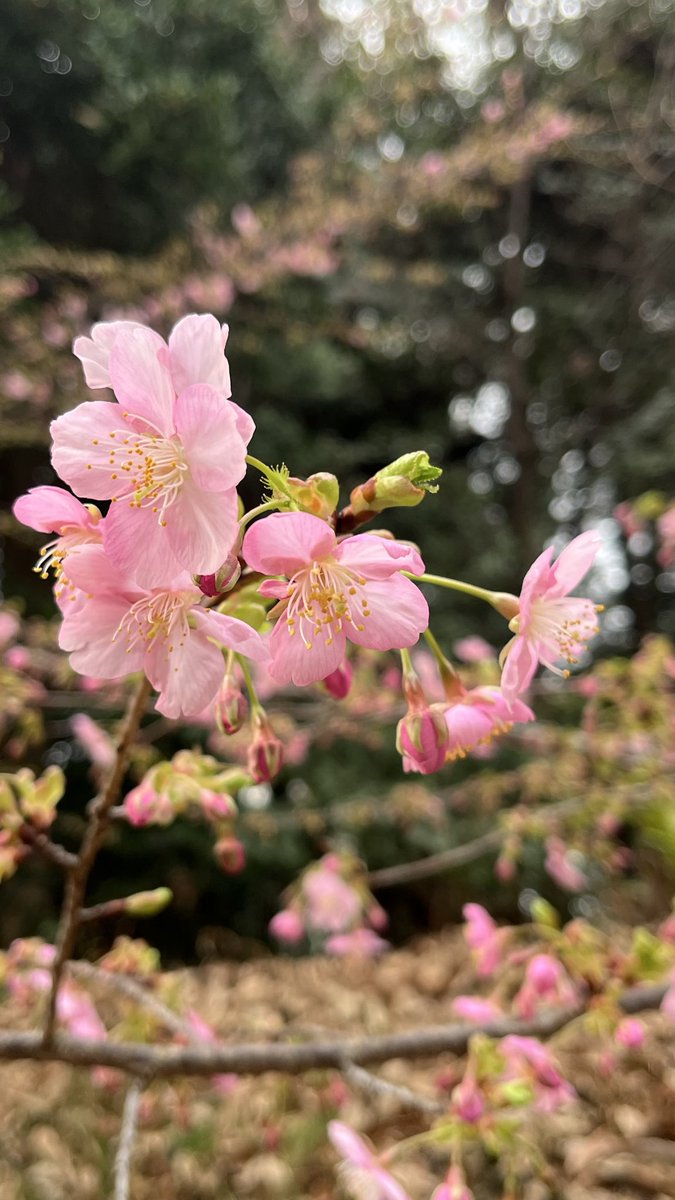 coucouTaec's tweet photo. 河津桜が咲き始め…🌸
#onmywaytowork #springisnearlyhere #河津桜 #prettyinpink https://t.co/UicngxaIt0