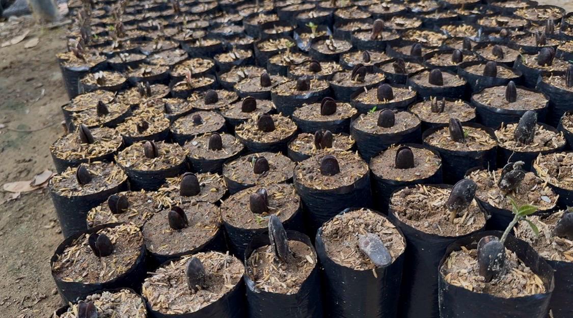 Cormacarena tweet media