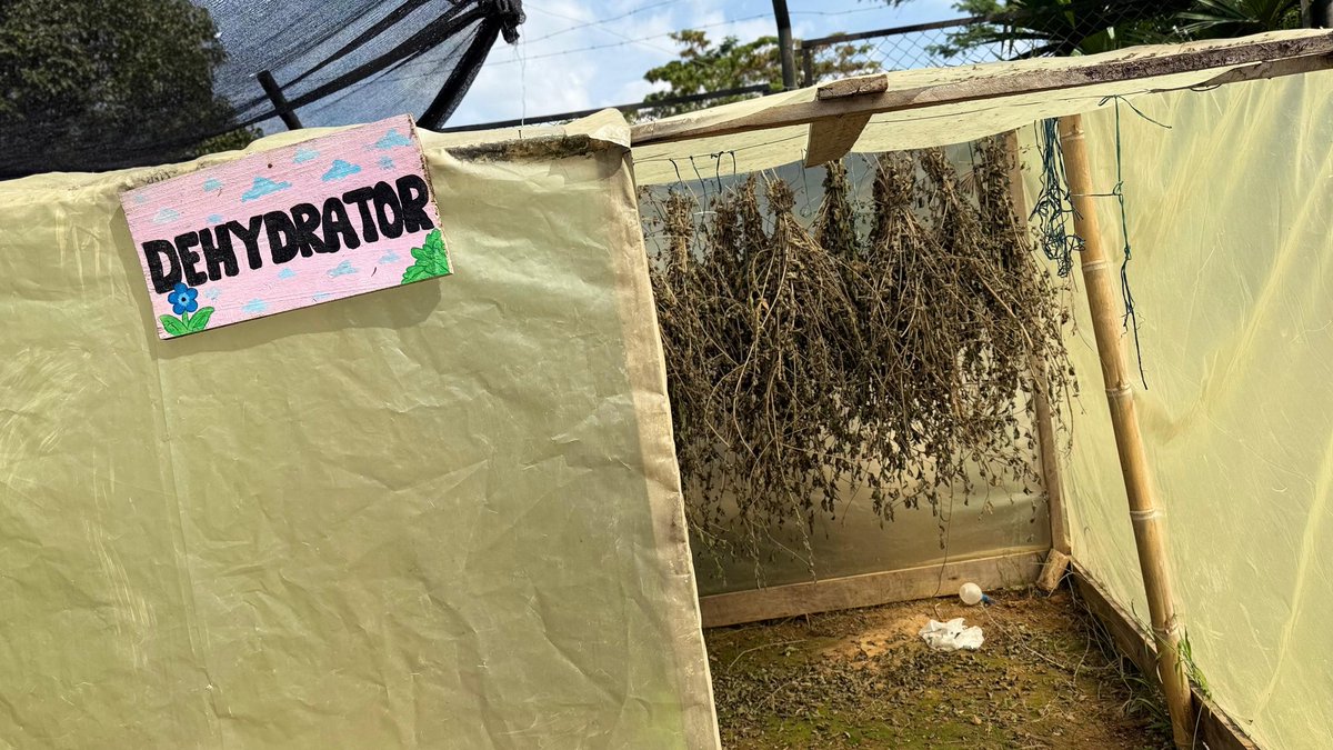 Cormacarena tweet media