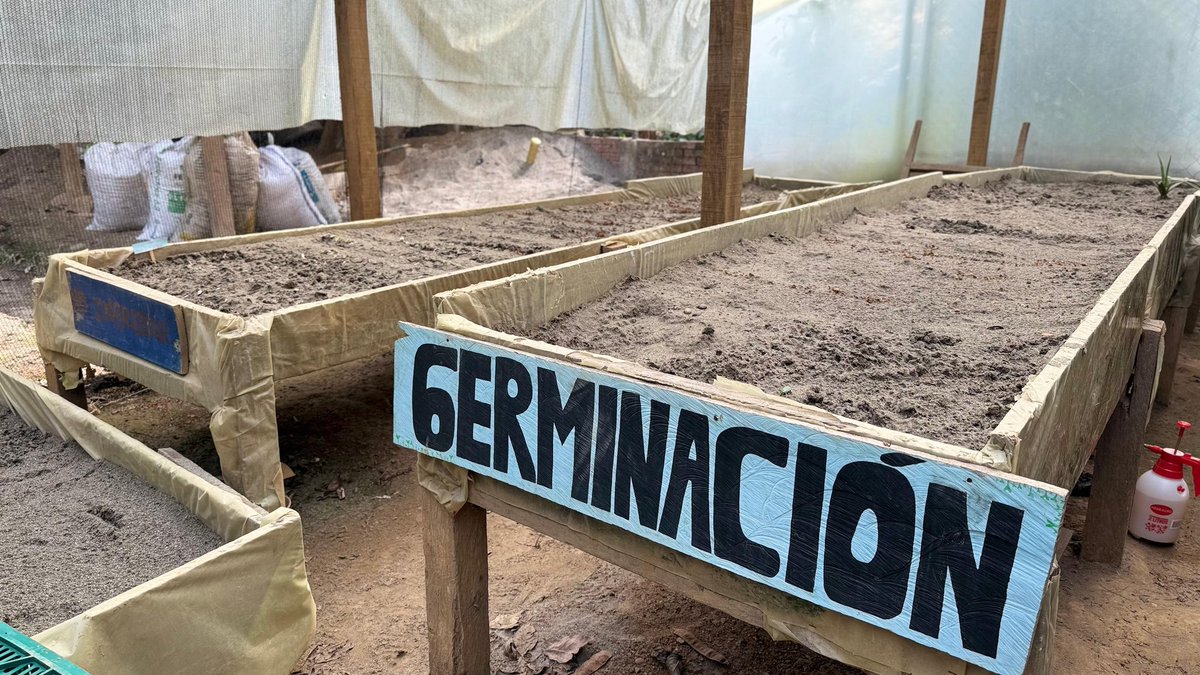 Cormacarena tweet media