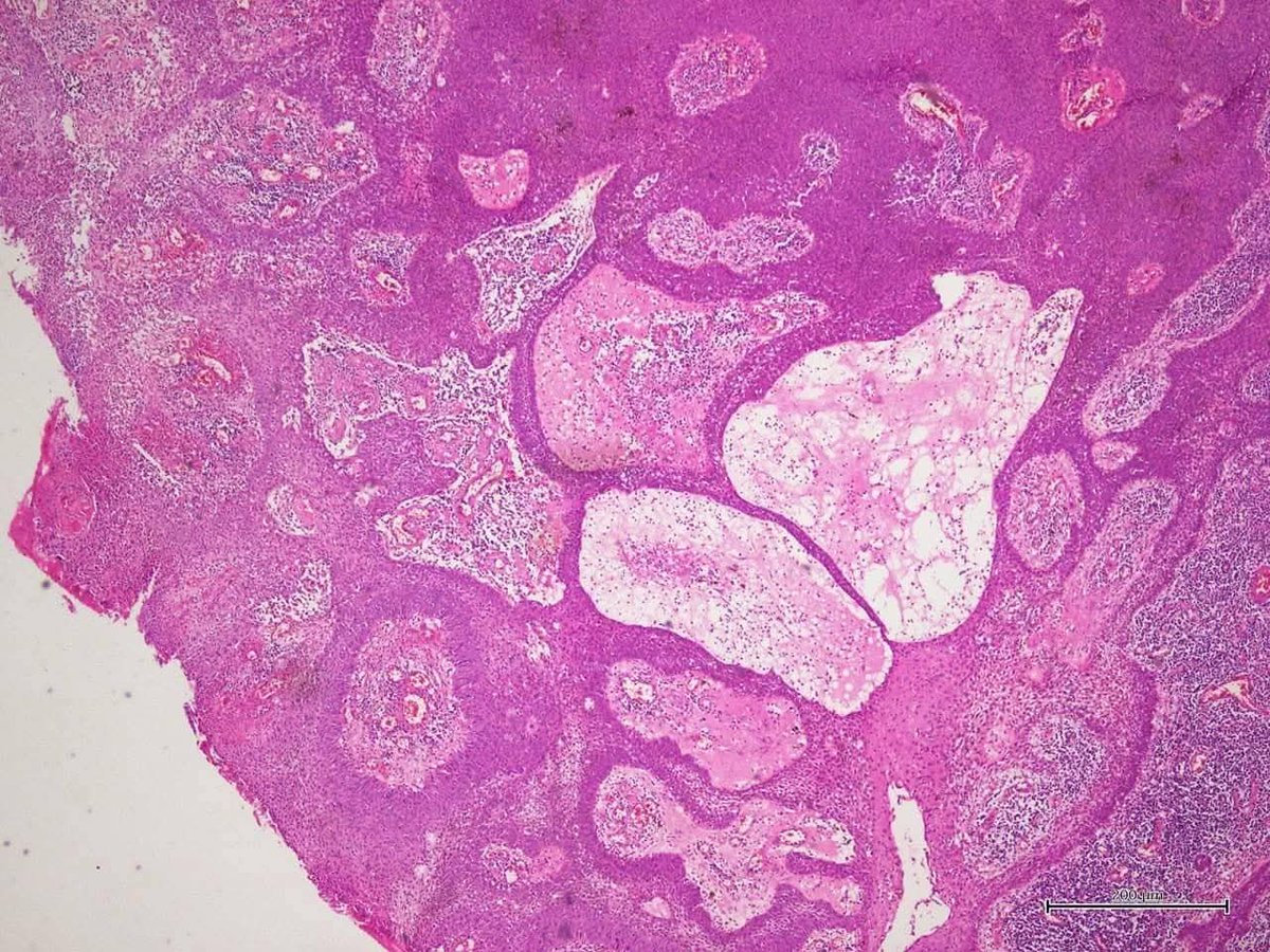 aung phyo tweet media